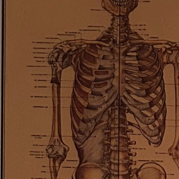 Custom Wall Hanging. Plumb line Skeletal System. - Picture 3 of 7